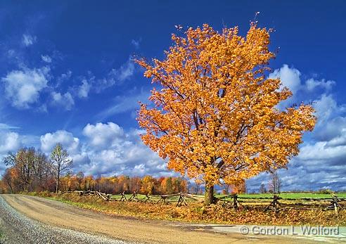 Autumn Tree_DSCF02543.jpg - Photographed near Lombardy, Ontario, Canada.
